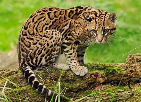 Ocelot | Wild cats, Exotic cats, Ocelot