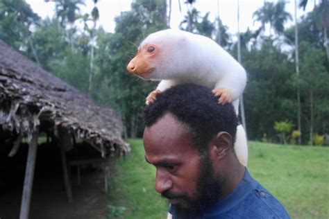 12 WILD Facts About The Cuscus Animal of Australia!