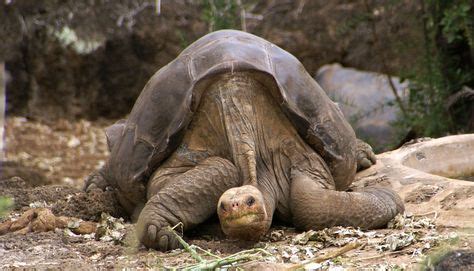 Animal and Name Picture Endangered Species | Abingdon Island Tortoise (Extinct in the Wild ...