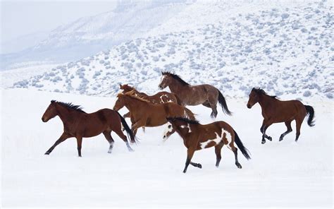 Winter Horses Pictures Wallpaper (53+ images)