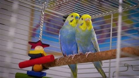 What is a rainbow budgie? Genetics and Care