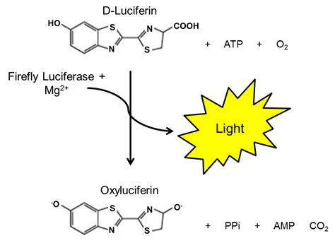 One-Step Luciferase Assay System | BPS Bioscience | Biomol.com