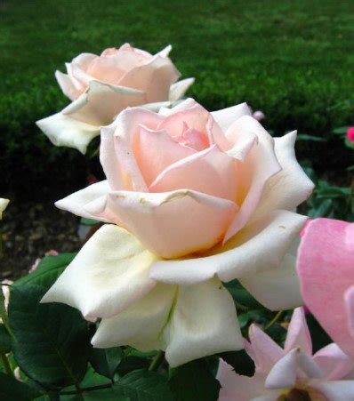 15 Best Varieties of Grandiflora Roses - Best Landscape Ideas