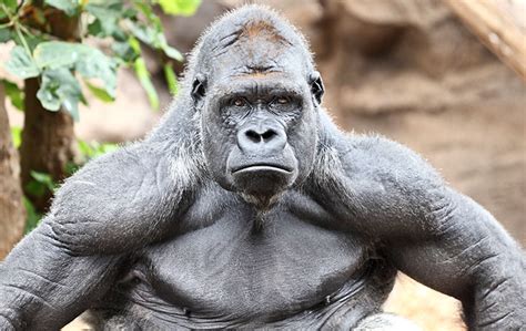 Most Muscular Gorilla