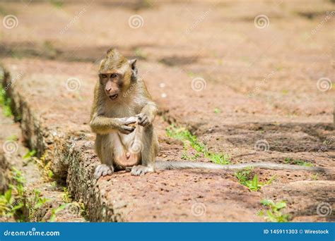 Young Macaque Monkey Sitting and Eating Fruit Stock Image - Image of ...