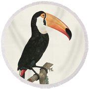 Vintage Toucan Drawing by Penny And Horse | Pixels