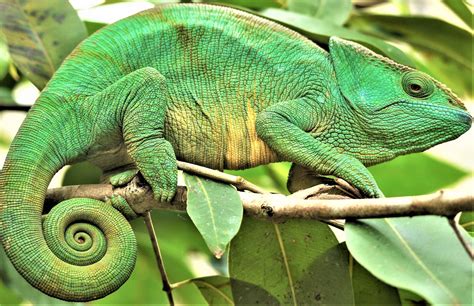 GuruShots | The World's Greatest Photography Game | Chameleon pet, Animals, Animals and pets