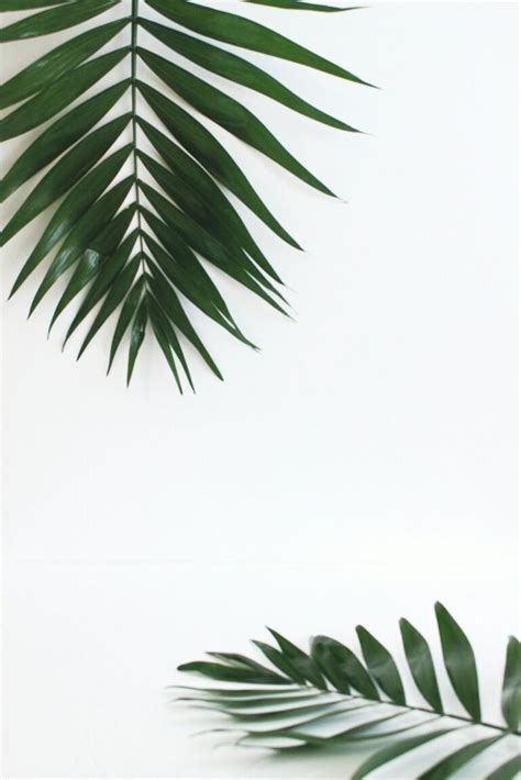 Green + white | Planten, Achtergronden, Groen