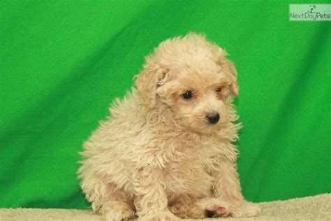 Cream Male Tiny Toy : Poodle, Toy puppy for sale near Oklahoma City ...