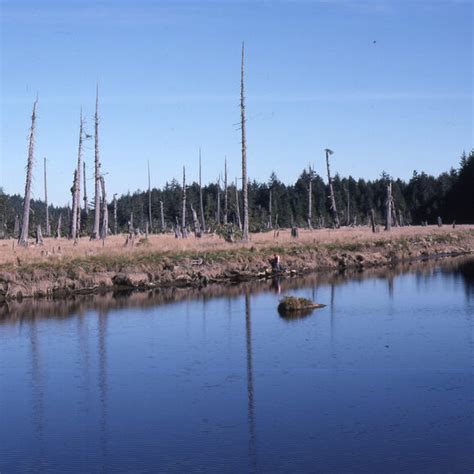 Ghost Forest of Copalis – Copalis Crossing, Washington - Atlas Obscura