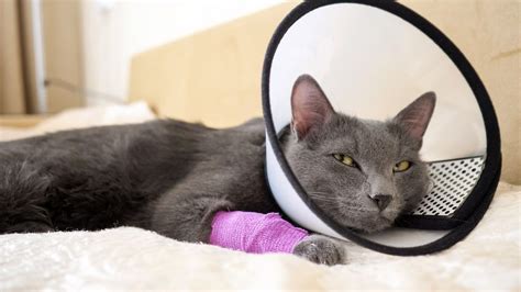 Cat Limping: 5 Common Causes Of Limping In Cats