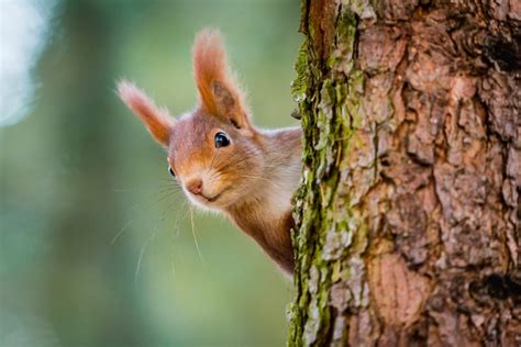 38+ Types of Squirrels - Field Guide (Names, Photos and More) - Outforia