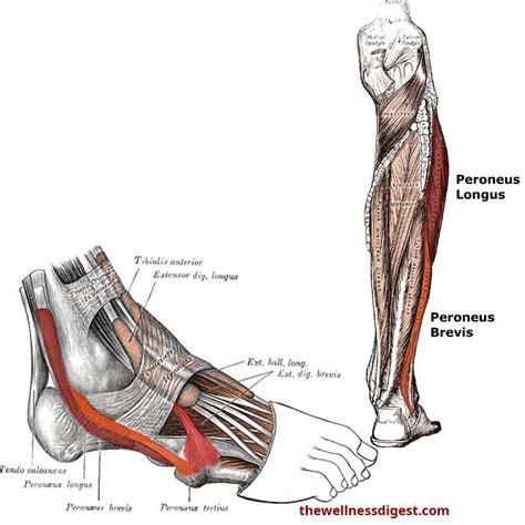 Peroneus Longus Muscle Anatomy: Origin, Insertion, Action - The Wellness Digest