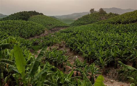 Chinese banana plantations bring work and pollution to Laos