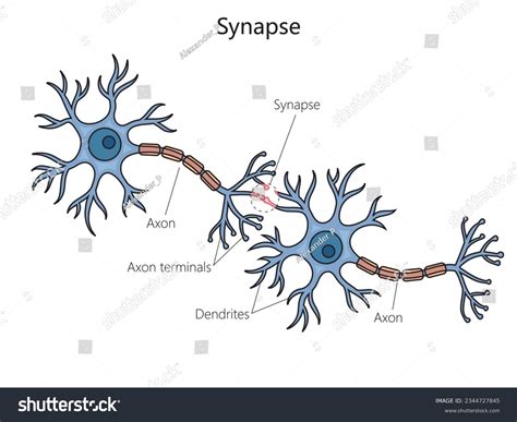 10,895 Nerve Cell Stock Vectors and Vector Art | Shutterstock