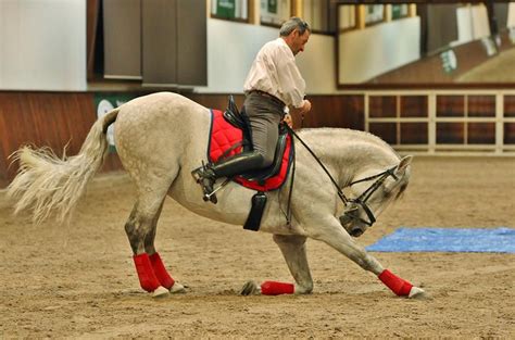 Berber horse dressage | Horses, Horse dressage, Horse breeds