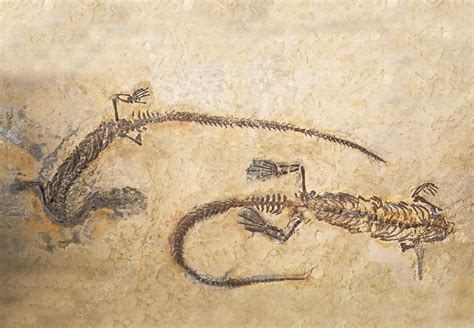 Mesosaurus Fossils - Stock Image - C028/6197 - Science Photo Library