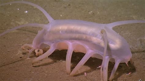 The 24 Weirdest Looking Animals in the World - Top5 | Sea pig, Deep sea creatures, Weird looking ...