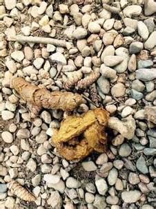 When Your Dog's Poop Looks Like This, Visit Your Vet - Friends of the Dog