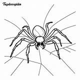 Trapdoor spider coloring Page And Outline Vector Design  Premium AI sketch template