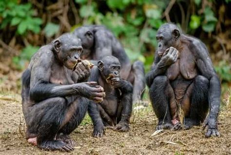 Meet The Bonobo: Behavior and Characteristics - My Animals