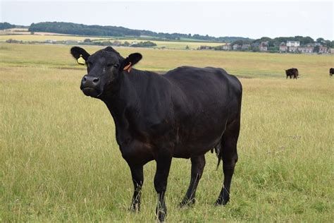 Pin by Jim Durham on United Kingdom #8 Cattle Breeds | Black cow, Cow, Breeds