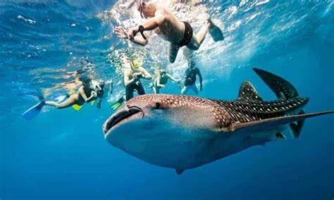 Whale Shark Watching In Oslob, Cebu Resumes But Visitors Still Few