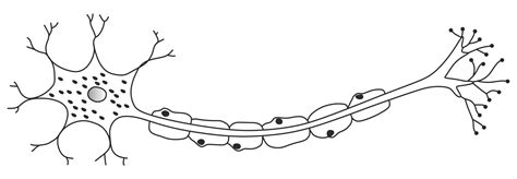 Nerve Cell Drawing Without Label