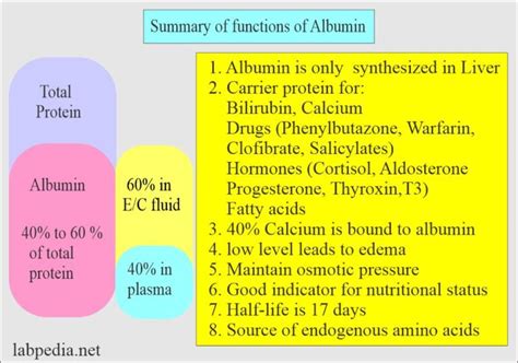 Albumin (Serum Albumin) - Labpedia.net