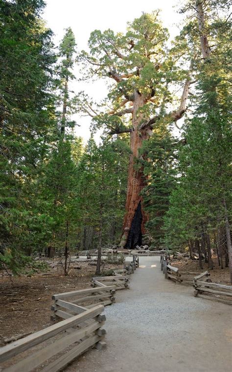 Grizzly Giant Sequoia Tree - Yosemite Stock Photo - Image of hiking ...