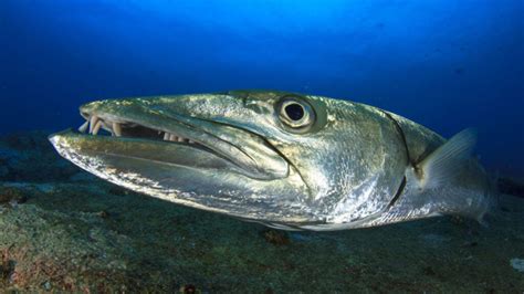 Biggest Barracuda Ever Recorded - American Oceans