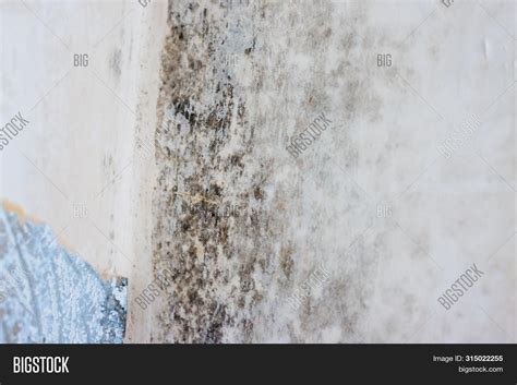 Mold On White Image & Photo (Free Trial) | Bigstock