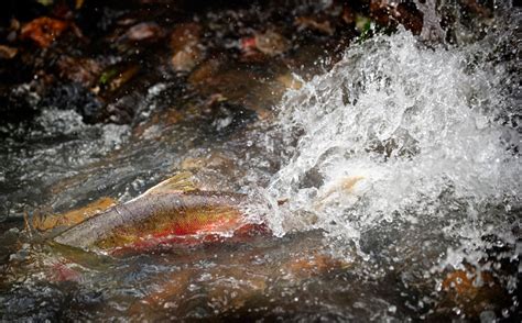 Robin Loznak Photography: Spawning salmon