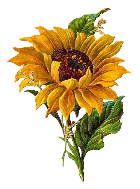 Antique Images: Digital Stock Sunflower Artwork Flower Clip Art Download