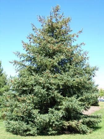 Black Hills Spruce Seeds 25 Count