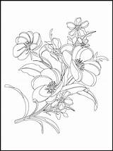 Premium Vector  Flower coloring Page Best Outline flower sketch template