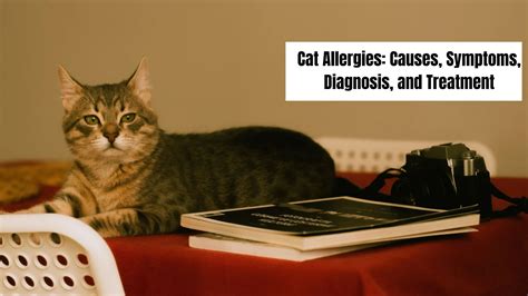 Cat Allergies: Causes, Symptoms, Diagnosis, and Treatment - Exceleur