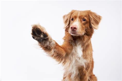 Dog Waving Its Paws on a White Background, in the Studio. Funny Nova ...