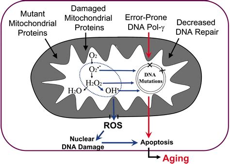 The mitochondrial theory of aging and its relationship to reactive ...
