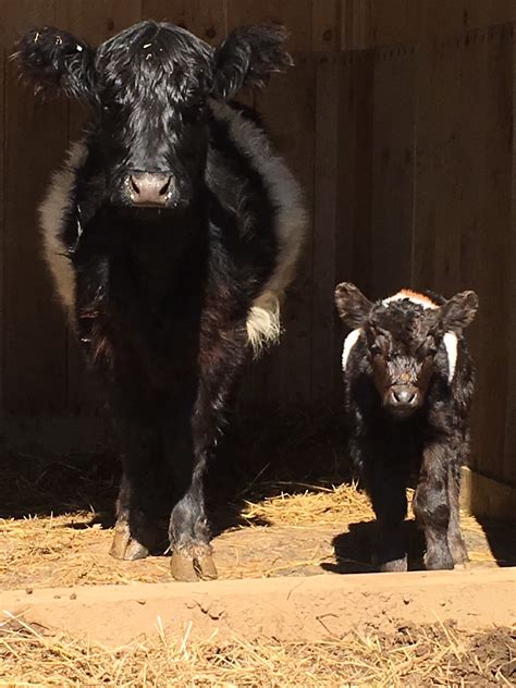 Belted Galloways – Sunrise Ridge Farm CT