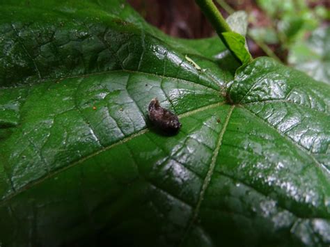 Dioscorea species ?- Latehar, Jharkhand – eFlora of India