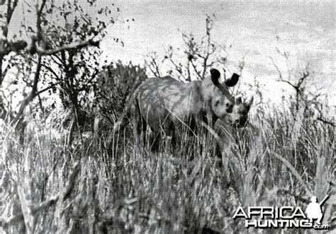 Theodore Teddy Roosevelt African Safari & Scientific Expedition ...