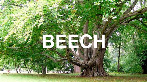 Beech: Symbolism and characteristics of this decidious tree