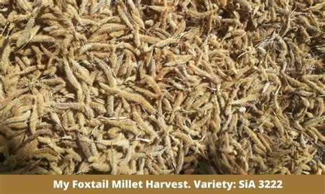 Foxtail Millet Farming Technique for Better Yield in India - Millet Advisor