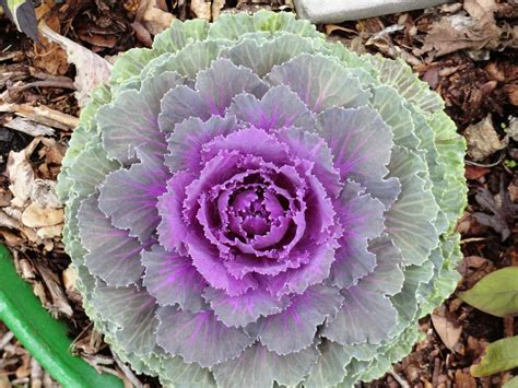 University of Florida/IFAS Charlotte County Extension: Success with flowering kale and ...