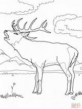 Bull Elk Coloring Pages At GetColoringscom  Free Printable Colorings sketch template