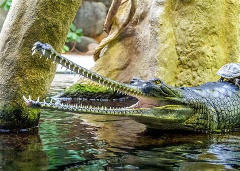 The gharial is a crocodilian species that looks like it’s always ready for a duel because its ...