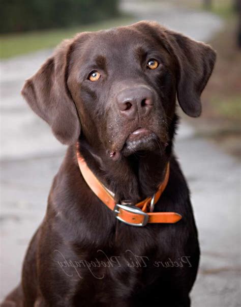 English Labrador Puppies Near Me / AKC registered English Labrador puppies in New MIlford ...