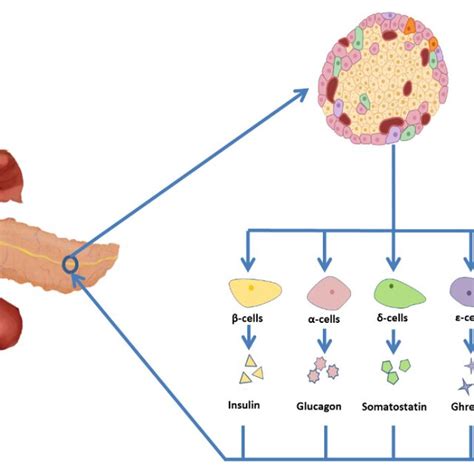 Islet cell composition and secretions. Islet cells are generally ...