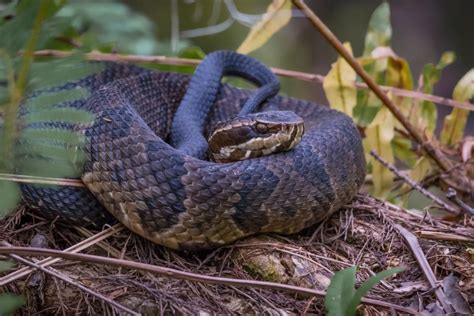 How To Treat A Water Moccasin Snake Bite - Snake Poin